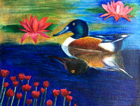 Colorful Duck, Northern Shaveler