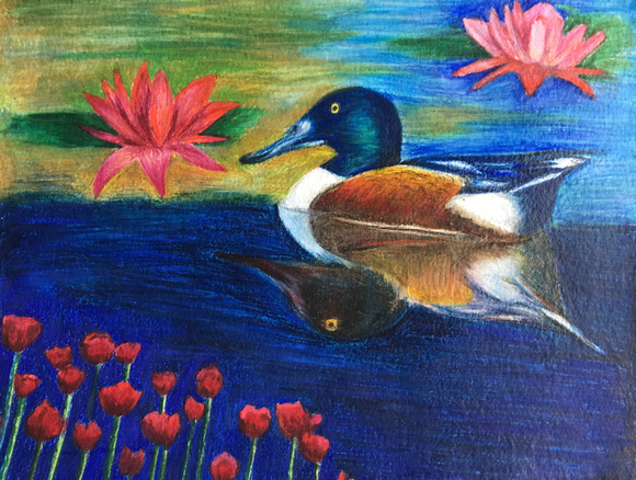 Colorful Duck, Northern Shaveler