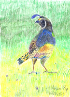Wildlife, 3rd Place: Vivian Lin