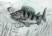 2015 State-Fish, Youth Wildlife, Federal Junior Duck Stamp