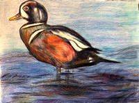 Ning Zhang, Age 14, Honorable Mention