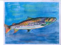 2024 Wildlife, State-Fish, Junior Duck Stamp Art Contest