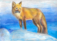 2025 Wildlife, Fish Junior, Bird Duck StampArt Contest