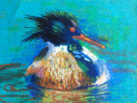 Lovely Merganser, Red Breasted Merganser