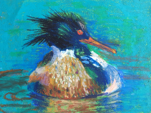 Lovely Merganser, Red Breasted Merganser