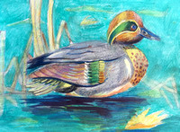 Beautiful Duck
